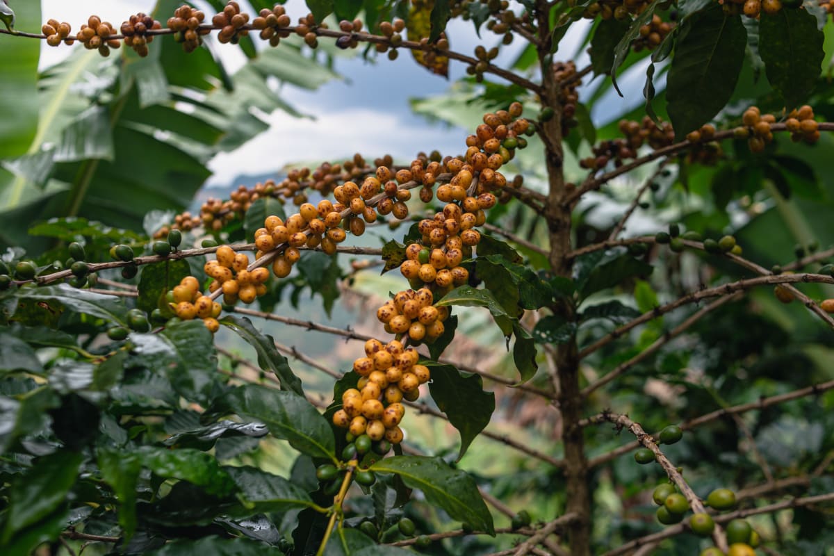 Brazil Natural // Cerrado Mineiro DO