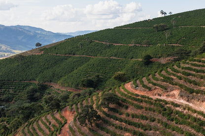 Brazil Natural // Cerrado Mineiro DO